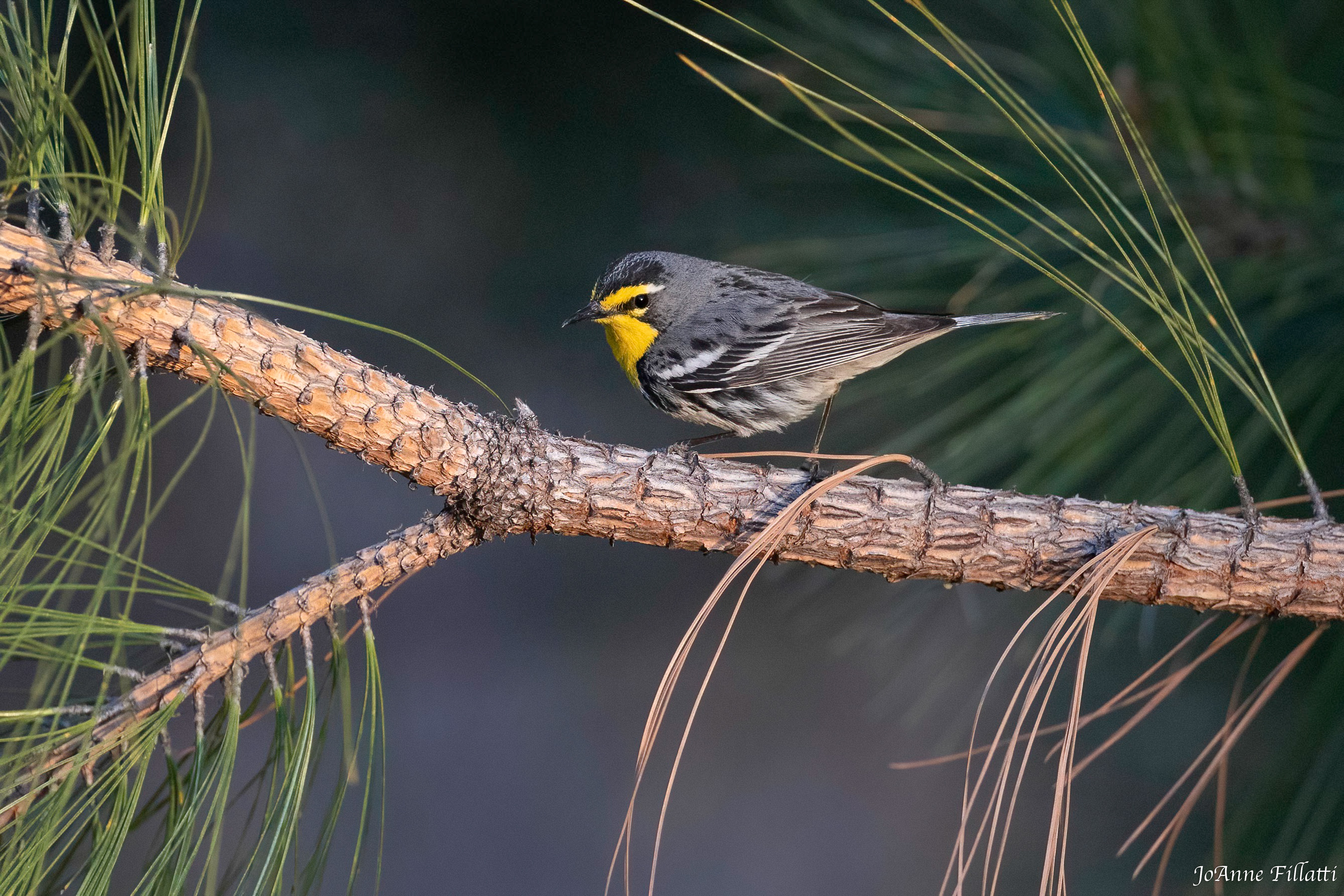 bird of arizona image 17